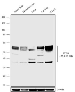 Invitrogen PTF1A Recombinant Rabbit Monoclonal Antibody (12H4L4) 100 &mu;g | Buy Online | Invitrogen&trade; | Fisher Scientific