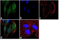 Invitrogen Apelin Receptor Recombinant Rabbit Monoclonal Antibody (5H5L9)