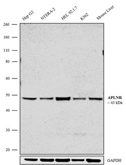 Invitrogen Apelin Receptor Recombinant Rabbit Monoclonal Antibody (5H5L9)
