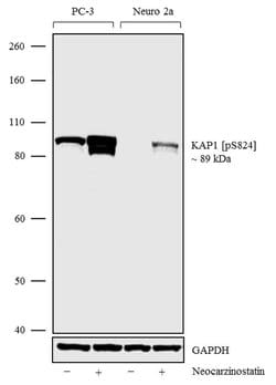 Invitrogen Phospho-TRIM28 (Ser824) Recombinant Rabbit Monoclonal Antibody