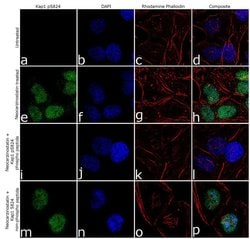 Invitrogen Phospho-TRIM28 (Ser824) Recombinant Rabbit Monoclonal Antibody
