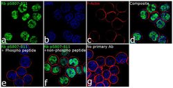 Invitrogen Phospho-Rb (Ser807, Ser811) Recombinant Rabbit Monoclonal Antibody