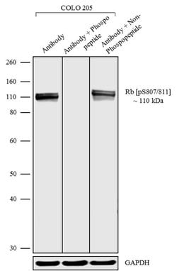 Invitrogen Phospho-Rb (Ser807, Ser811) Recombinant Rabbit Monoclonal Antibody