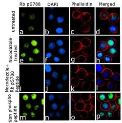 Invitrogen Phospho-Rb (Ser788) Recombinant Rabbit Monoclonal Antibody (6H13L22)
