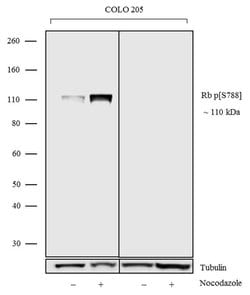Invitrogen Phospho-Rb (Ser788) Recombinant Rabbit Monoclonal Antibody (6H13L22)