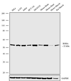 Invitrogen Bora Recombinant Rabbit Monoclonal Antibody (10H2L1) 100 &mu;g;