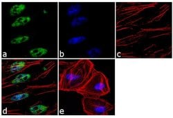 Invitrogen c-Jun Recombinant Rabbit Monoclonal Antibody (2H4L1) 100 &mu;g;
