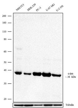 Invitrogen c-Jun Recombinant Rabbit Monoclonal Antibody (2H4L1) 100 &mu;g;
