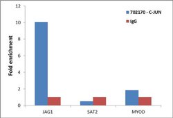 Invitrogen c-Jun Recombinant Rabbit Monoclonal Antibody (2H4L1) 100 &mu;g;
