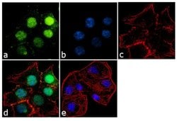 Invitrogen OPN-R Recombinant Rabbit Monoclonal Antibody (24H5L3) 100 &mu;g;