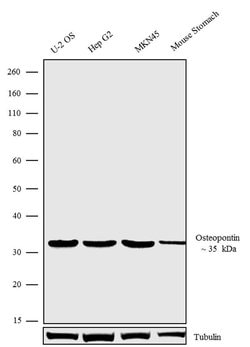 Invitrogen OPN-R Recombinant Rabbit Monoclonal Antibody (24H5L3) 100 &mu;g;
