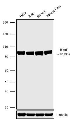 Invitrogen B-Raf Recombinant Rabbit Monoclonal Antibody (7H30L21) 100 &mu;g;