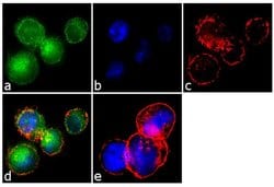 Invitrogen CXCR3 Recombinant Rabbit Monoclonal Antibody (6H1L8) 100 &mu;g;