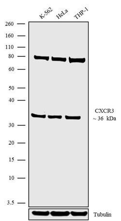 Invitrogen CXCR3 Recombinant Rabbit Monoclonal Antibody (6H1L8) 100 &mu;g;