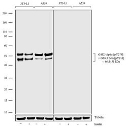 Invitrogen Phospho-GSK3 alpha/beta (Tyr279, Tyr216) Recombinant Rabbit