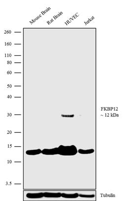 Invitrogen&trade;&nbsp;FKBP12 Recombinant Rabbit Monoclonal Antibody (1H38L2)