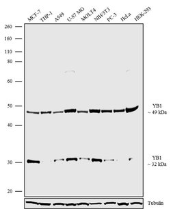 Invitrogen YBX1 Recombinant Rabbit Monoclonal Antibody (10H29L41) 100 &mu;g | Buy Online | Invitrogen&trade; | Fisher Scientific