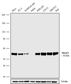 Invitrogen TRAF2 Recombinant Rabbit Monoclonal Antibody (12H7L9) 100 &mu;g;