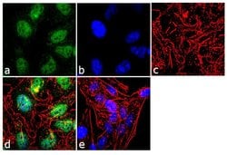Invitrogen&trade;&nbsp;FKBP5 Recombinant Rabbit Monoclonal Antibody (6H8L4)