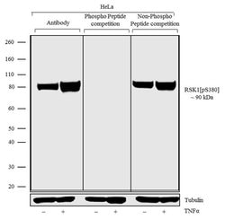 Phospho-RSK1 (Ser380) Recombinant Rabbit Monoclonal Antibody (13H23L1):Antibodies,