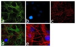 Invitrogen Laminin-221 Recombinant Rabbit Monoclonal Antibody (17H4L1)