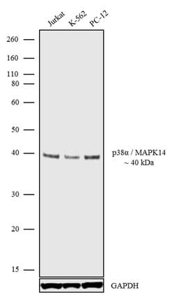 Invitrogen p38 MAPK alpha Recombinant Rabbit Monoclonal Antibody (1H50L27)