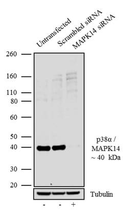 Invitrogen p38 MAPK alpha Recombinant Rabbit Monoclonal Antibody (1H50L27)
