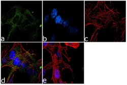 TBK1 Recombinant Rabbit Monoclonal Antibody (10H15L13), Invitrogen 100