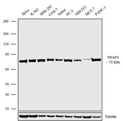 Invitrogen TRAF6 Recombinant Rabbit Monoclonal Antibody (1H4L2) 100 &mu;g;