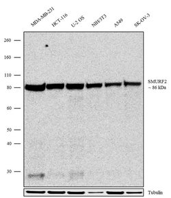 Invitrogen SMURF2 Recombinant Rabbit Monoclonal Antibody (4H18L17) 100 &mu;g | Buy Online | Invitrogen&trade; | Fisher Scientific