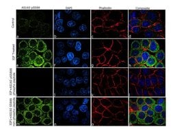 Invitrogen Phospho-AS160 (Ser588) Recombinant Rabbit Monoclonal Antibody