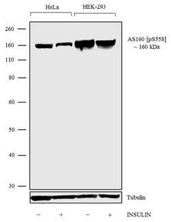 Invitrogen Phospho-AS160 (Ser588) Recombinant Rabbit Monoclonal Antibody