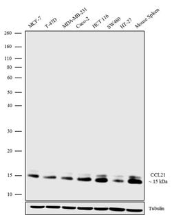 Invitrogen CCL21 Recombinant Rabbit Monoclonal Antibody (6H4L18) 100 &mu;g;