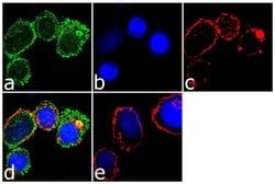 CX3CR1 Recombinant Rabbit Monoclonal Antibody (1H14L7)