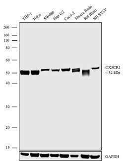 CX3CR1 Recombinant Rabbit Monoclonal Antibody (1H14L7):Antibodies, Recombinant