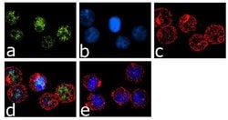 IRF8 Recombinant Rabbit Monoclonal Antibody (24H13L20), Invitrogen 100