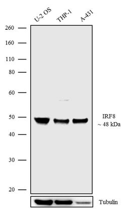 IRF8 Recombinant Rabbit Monoclonal Antibody (24H13L20), Invitrogen 100