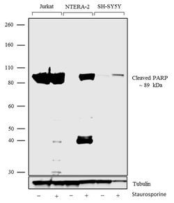 Invitrogen PARP1 Recombinant Rabbit Monoclonal Antibody (8H2L9) 100 &mu;g;