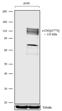 Phospho-c-Cbl (Tyr774) Recombinant Rabbit Monoclonal Antibody (8H4L1), Invitrogen 100 &mu;g | Buy Online | Thermo Scientific | Fisher Scientific