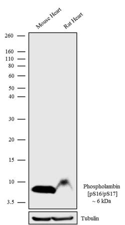 Invitrogen Phospho-Phospholamban (Ser16, Ser17) Recombinant Rabbit Monoclonal