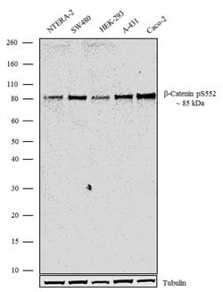 Invitrogen Phospho-beta Catenin (Ser552) Recombinant Rabbit Monoclonal Antibody (1H29L24) 100 &mu;g | Buy Online | Invitrogen&trade; | Fisher Scientific