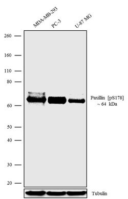 Invitrogen Phospho-Paxillin (Ser178) Recombinant Rabbit Monoclonal Antibody