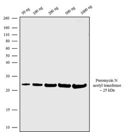 Invitrogen Puromycin N-acetyltransferase Recombinant Rabbit Monoclonal