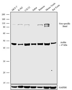 Invitrogen BAF53A Recombinant Rabbit Monoclonal Antibody (5H3L6) 100 &mu;g;