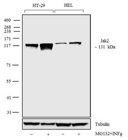 Invitrogen JAK2 Recombinant Rabbit Monoclonal Antibody (18H11L8) 100 &mu;g;