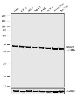 HDAC3 Recombinant Rabbit Monoclonal Antibody (8H2L16):Antibodies, Recombinant