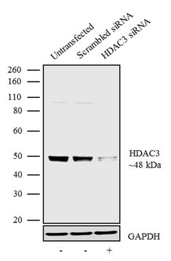HDAC3 Recombinant Rabbit Monoclonal Antibody (8H2L16):Antibodies, Recombinant