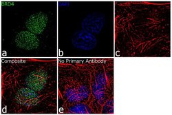 Invitrogen BRD4 Recombinant Rabbit Monoclonal Antibody (14H4L4) 100 &mu;g;