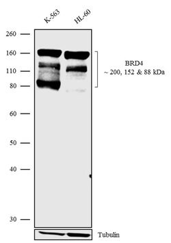 Invitrogen BRD4 Recombinant Rabbit Monoclonal Antibody (14H4L4) 100 &mu;g;