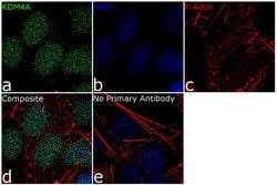 JMJD2A Recombinant Rabbit Monoclonal Antibody (6H56L3), Invitrogen 100